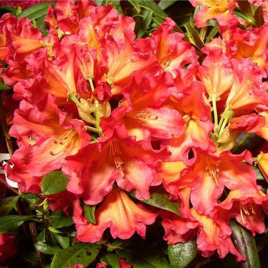 Rhododendron hybride : C15L H70/80cm - Variétés variables