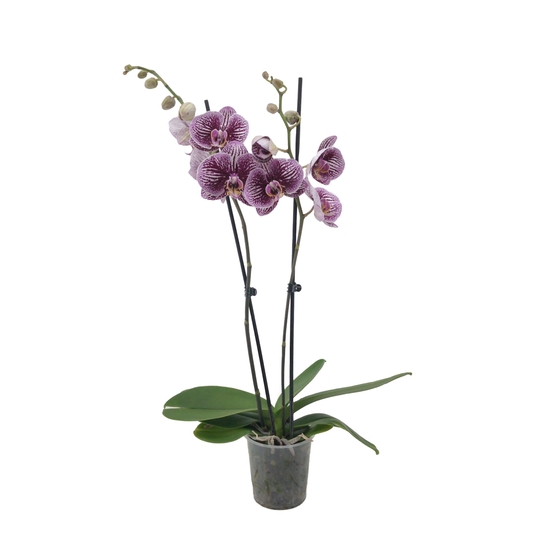 PHALAENOPSIS BLACK STRIPES 2 TIGES D12 H55