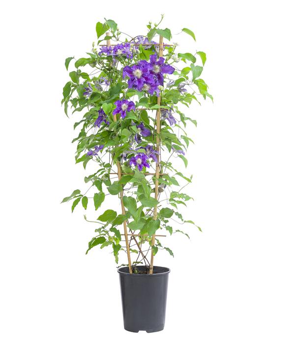 Waldrebe - Clematis 'Baroness Fookes'