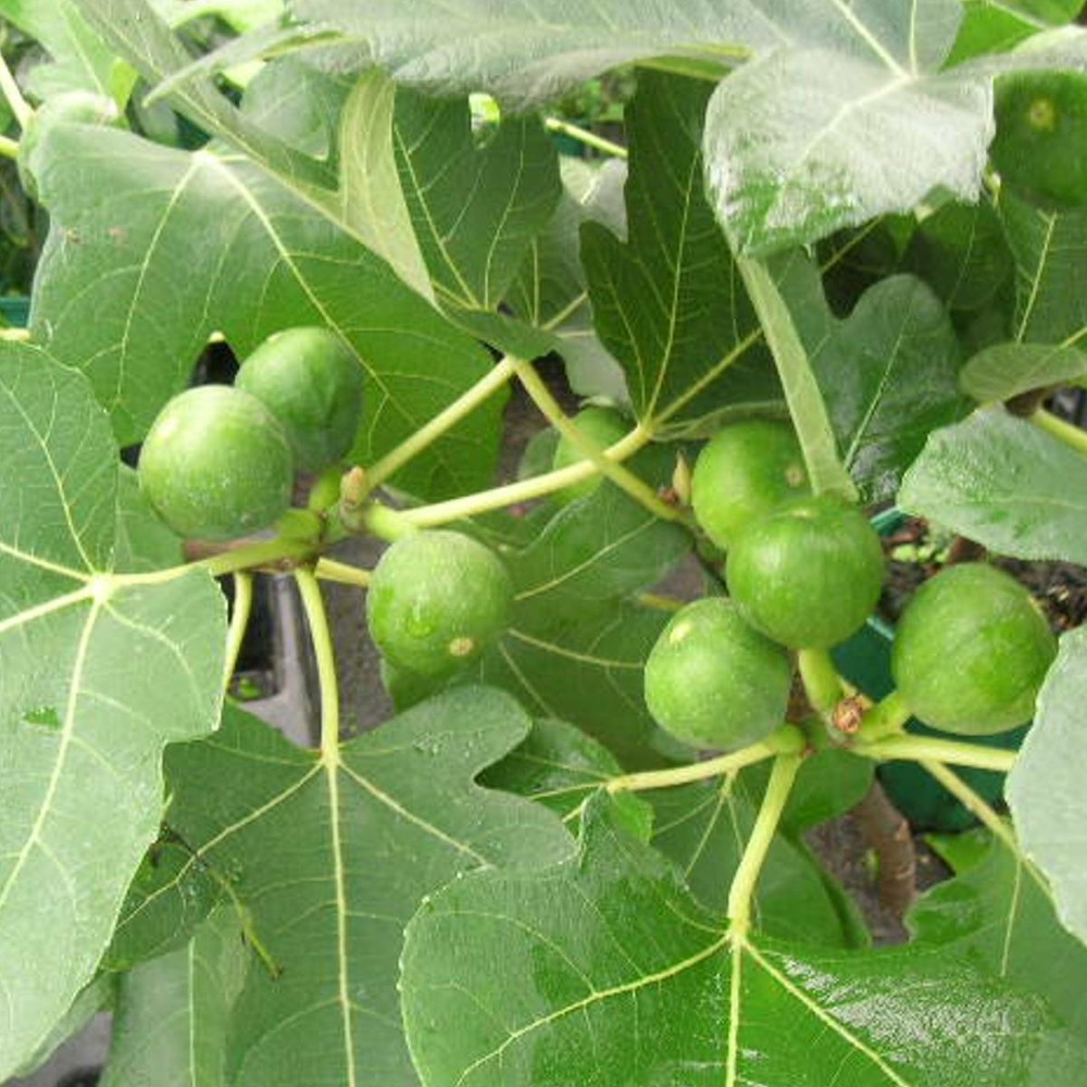 Figuier carica madeleine des deux saisons/ficus carica madeleine des deux saisons[-]pot de 3l - 20/40 cm