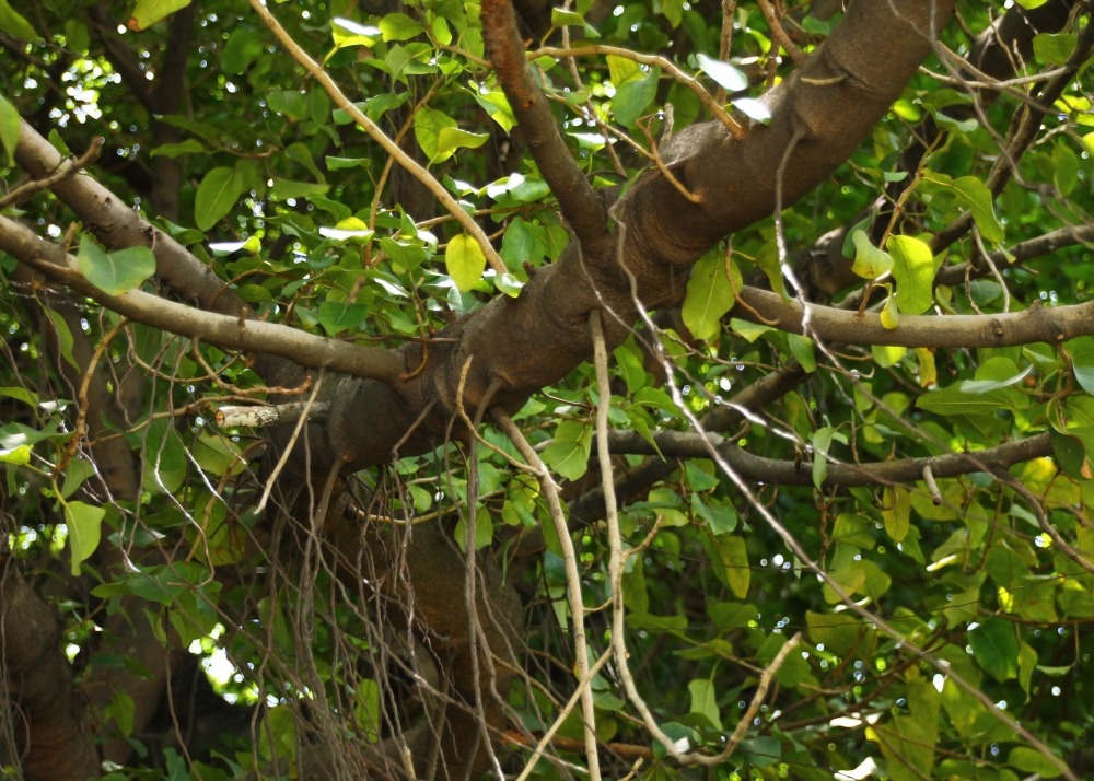 Figuier des banians - 20 graines - ficus benghalensis