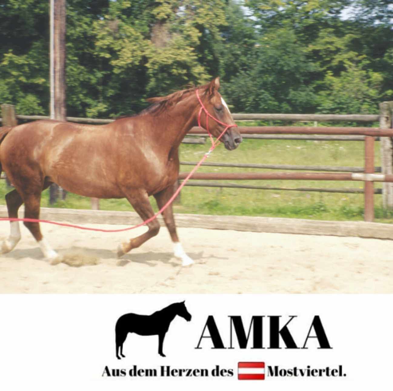 AMKA Knotenhalter mit Seil