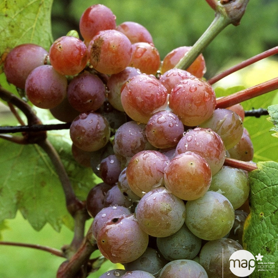 Vigne 'Cardinal' : pot de 3 litres