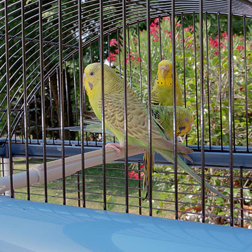 Ferplast cage pour canaris et autres petits oiseaux exotiques palladio 4, design élégant avec toit panoramique, accessoires et