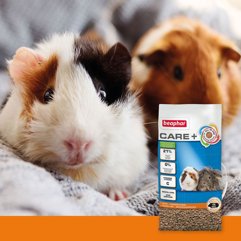 beaphar Care+ pour cochon d'Inde