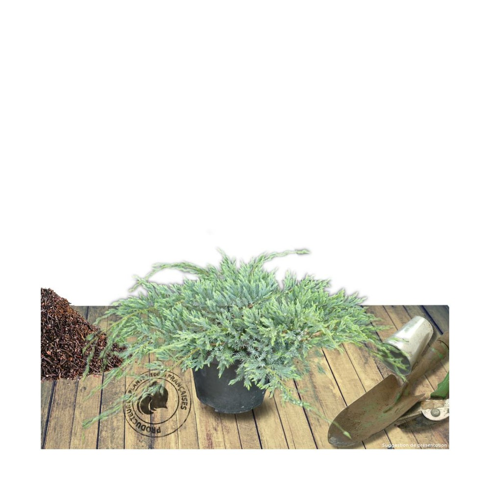 Genévrier écailleux squamata blue carpet/juniperus squamata blue carpet[-]pot de 5l - 40/60 cm