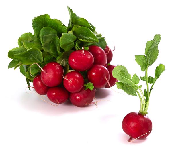 Dehner Gourmet Garten Butterradieschen, 20er