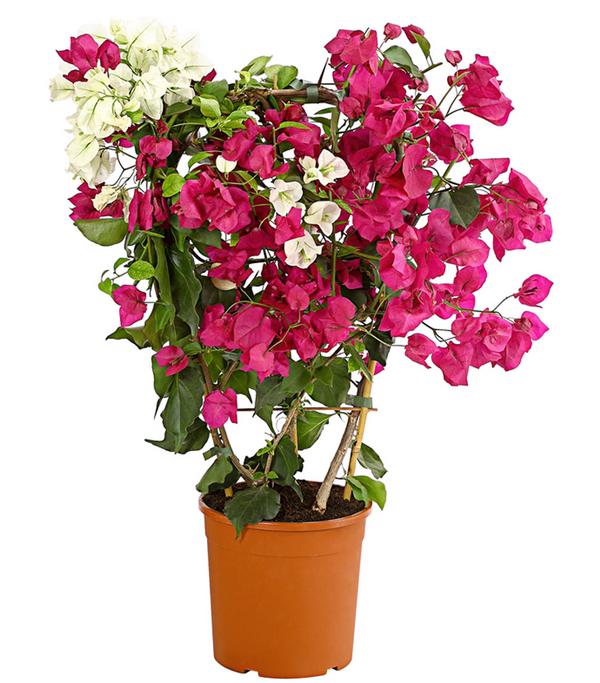 Drillingsblumen-Duo, Spalier
