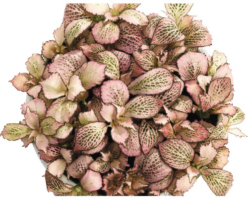 Mozaïekplant FloraSelf Fittonia verschaffeltii 'Zalm Star' H 12-19 cm Ø 12 cm pot