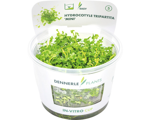 Driedelige mini waternavel - Hydrocotyle tripartita mini in vitro