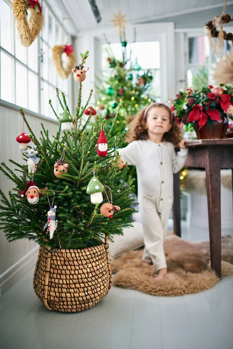 Picea abies Gran i potte Høyde 80 cm
