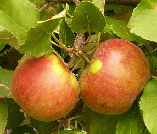 Herbstapfel 'Elstar'