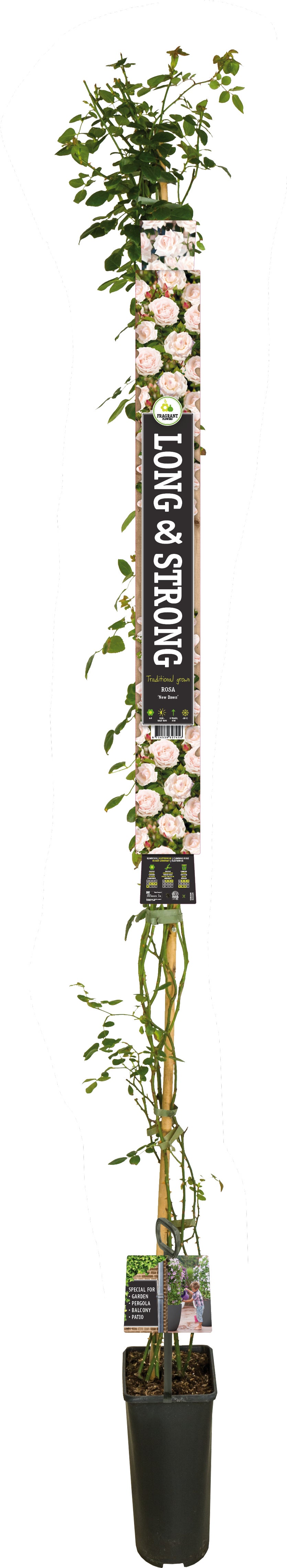 Klimroos (Rosa (K) 'New Dawn') D 23 H 210 cm