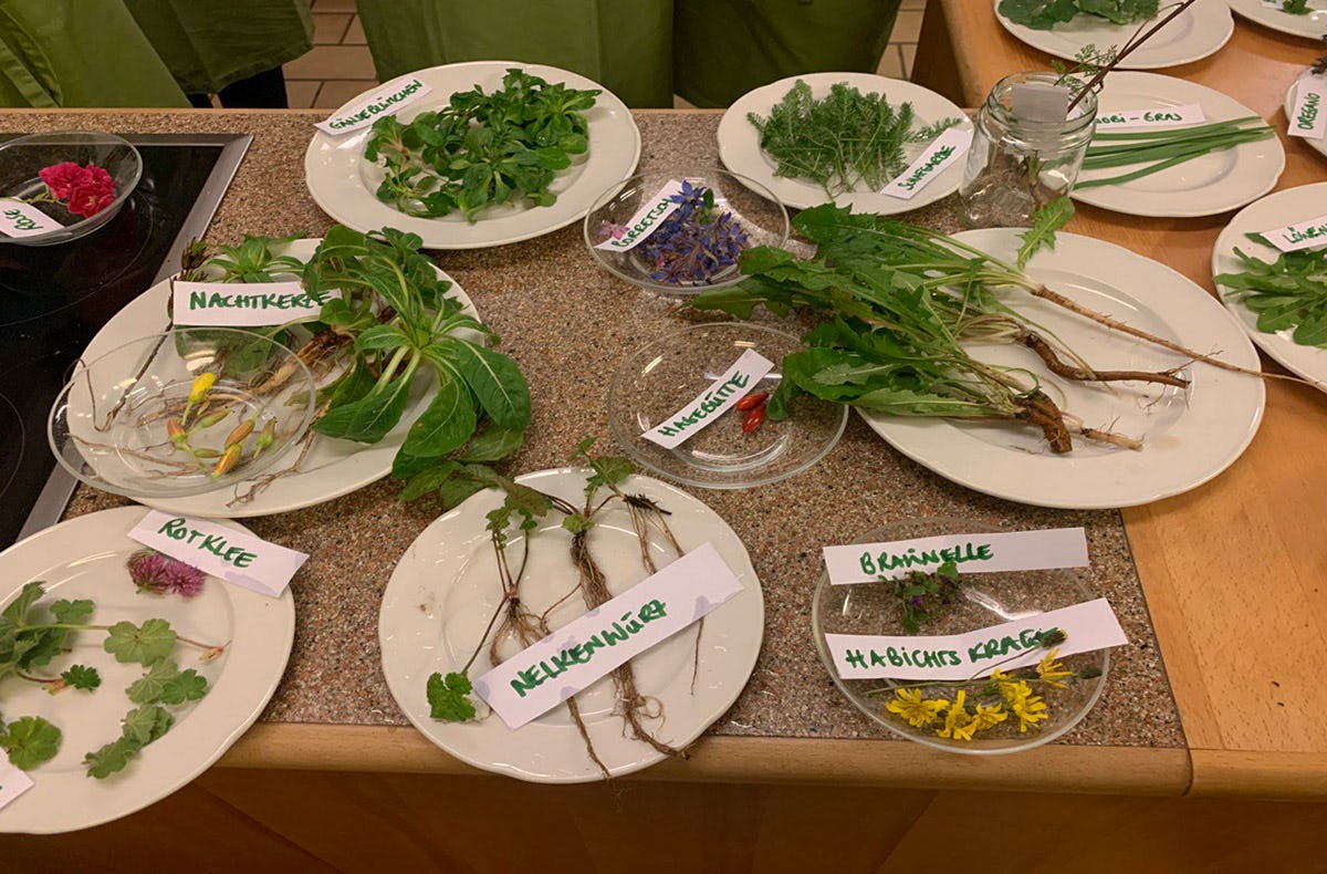 Wildkräuterseminar Schupfart