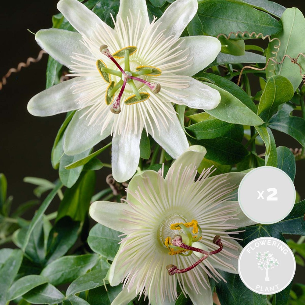 2x passiflora elliot – passiflore – plante grimpante – facile d'entretien - ⌀15 cm - ↕60-70 cm
