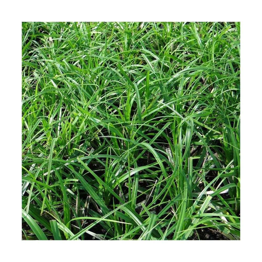 Laîche d'oshima j.s. Greenwell/carex oshinensis j.s. Greenwell[-]godet