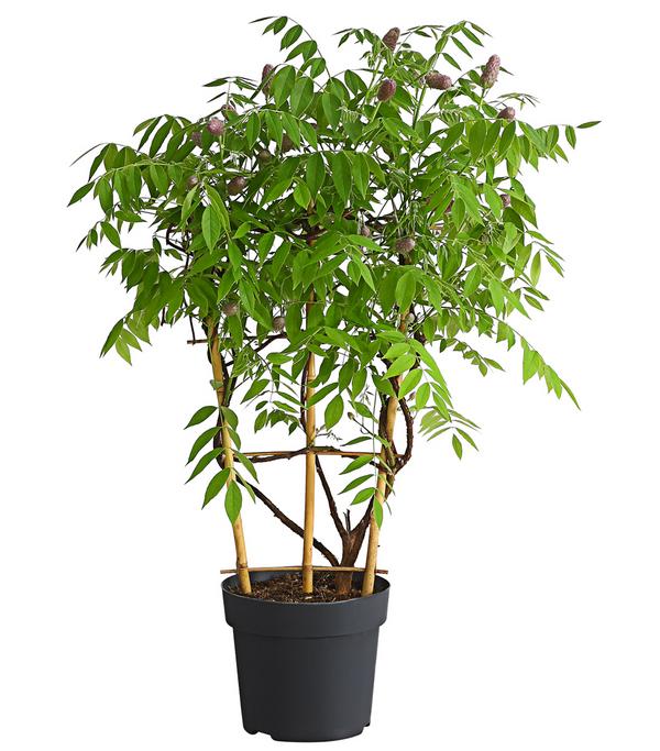 Blauregen 'Amethyst Falls®'