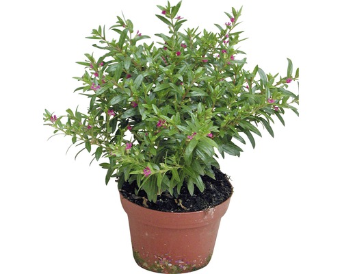 Japanse valse mirte Cuphea hyssopifolia Ø 11 cm pot