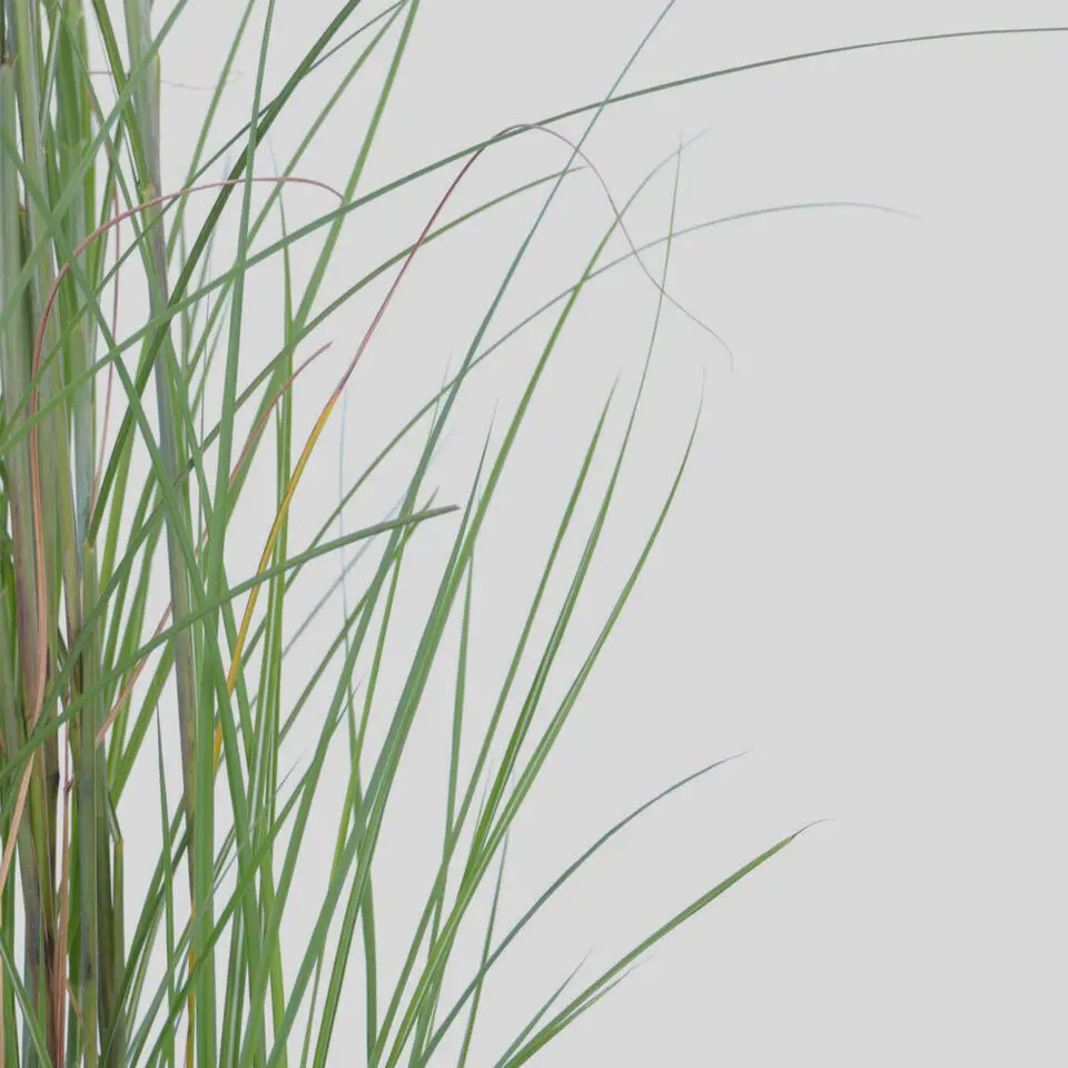 Prachtriet - Set van 2 - Miscanthus 'Gracillimus' - Hoogte 40-60cm - ⌀23cm