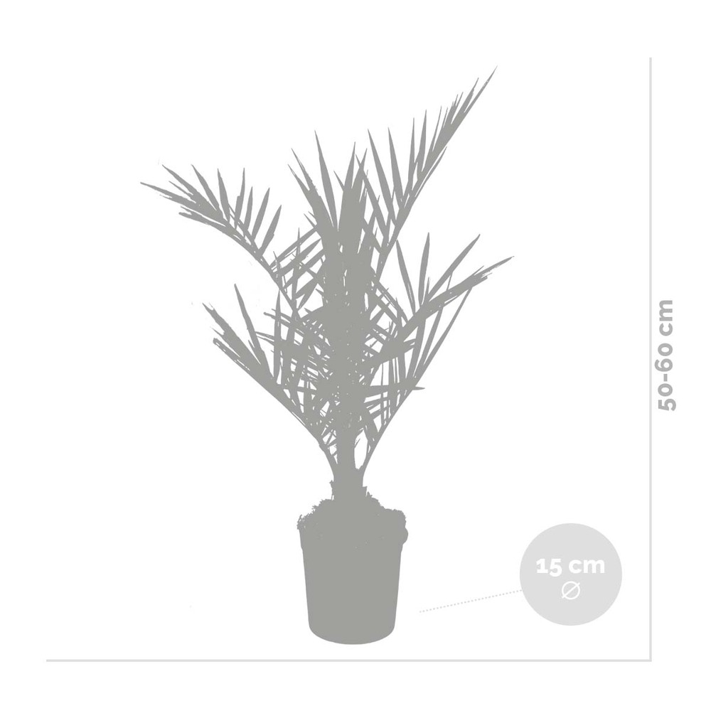 2x phoenix canariensis - palmier dattier des canaries - rustique – ⌀15 cm - ↕50-60 cm