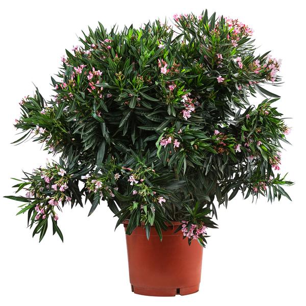 Oleander, Solitärbusch, verschiedene Farben