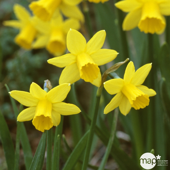 Narcisse Tête à Tête : Jardinière 40 cm