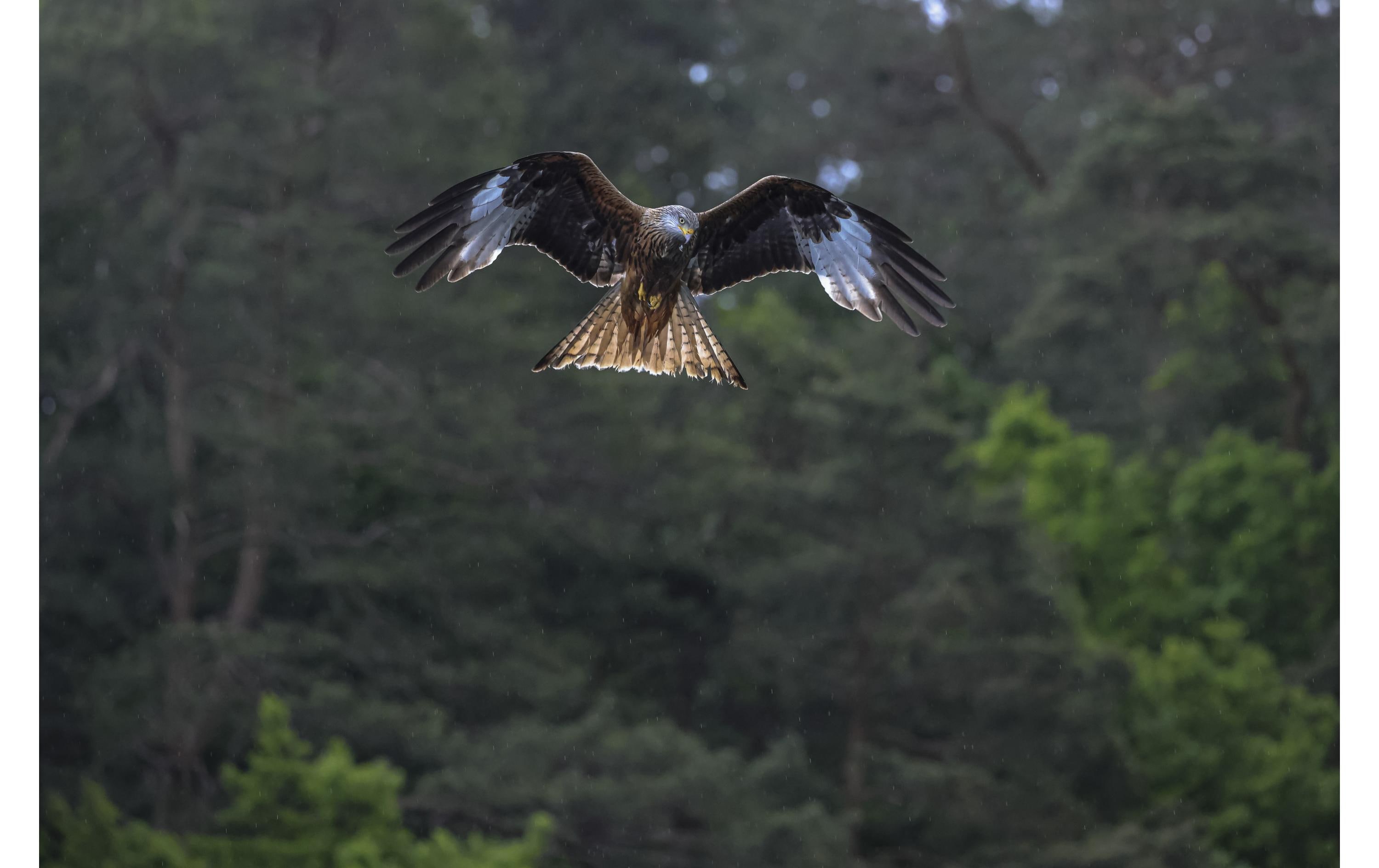 Zoomobjektiv RF 100-500mm F/4.5-7.1L IS USM Canon RF<br>Kompaktes und leichtes Supertele-Objektiv für Sport- und Wildlife-Aufnahmen