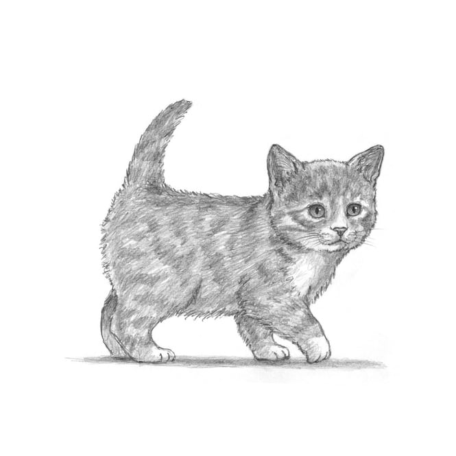 Die Kunst des Zeichnens - Für Kinder - Ich zeichne Katzen