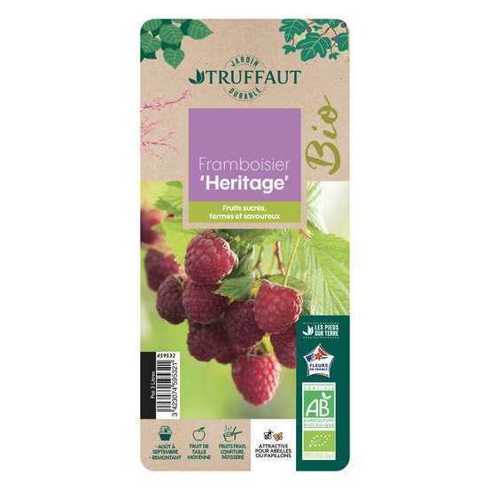 Framboisier 'Héritage' bio : pot de 3 litres