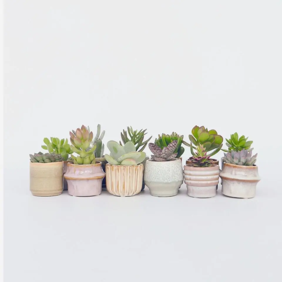 Mini-vetplanten - Set van 12 - Succulent Mix - Hoogte 5-10cm - ⌀5,5cm