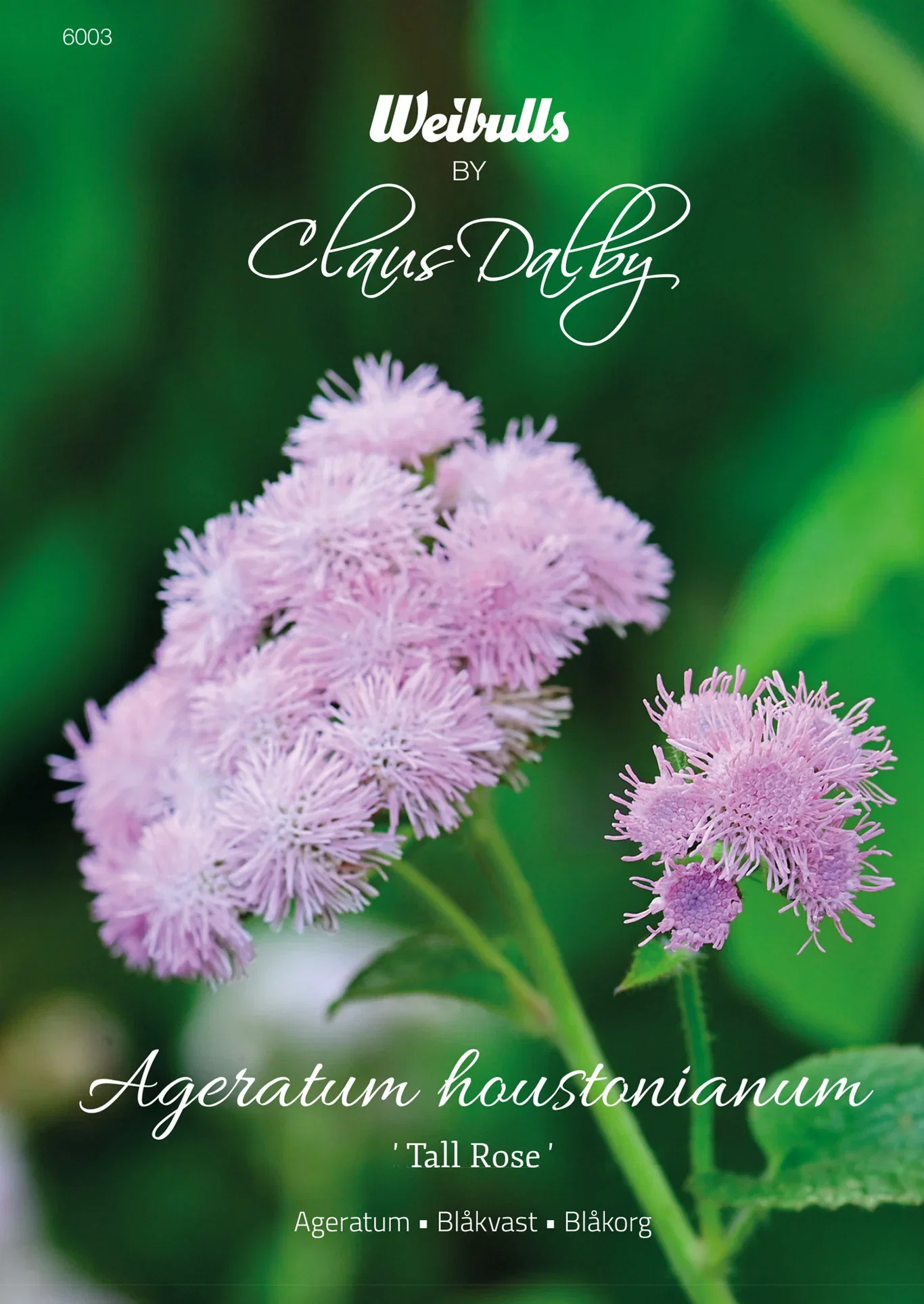 Ageratum houstonianum 'Tall Rose' Ageratum 'Tall Rose'