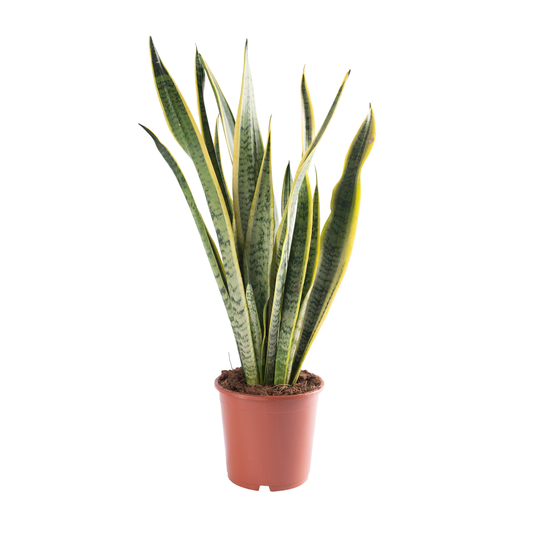 Sanseveria Laurentii - pot D17cm