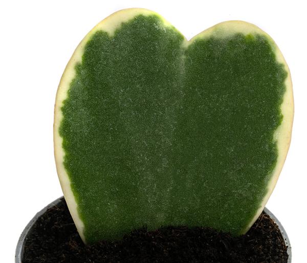 Herzblatt-Pflanze - Hoya kerrii variegata