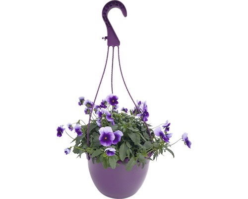 Gehoornde Viooltjes Hangmand FloraSelf Viola cornuta Ø 25 cm Pot