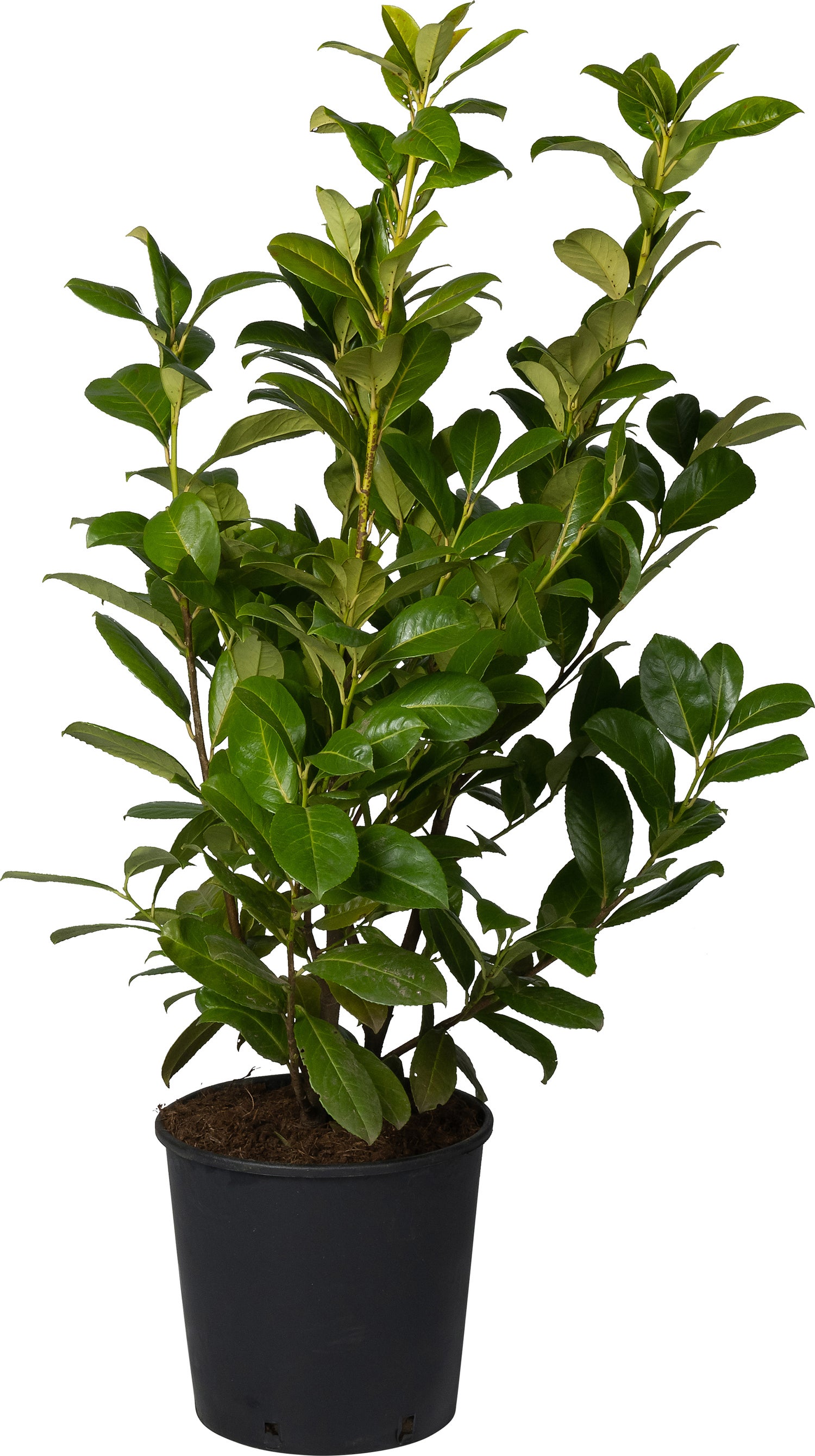 Laurierkers (Prunus laurocerasus 'Rotundifolia') D 30 H 80 cm