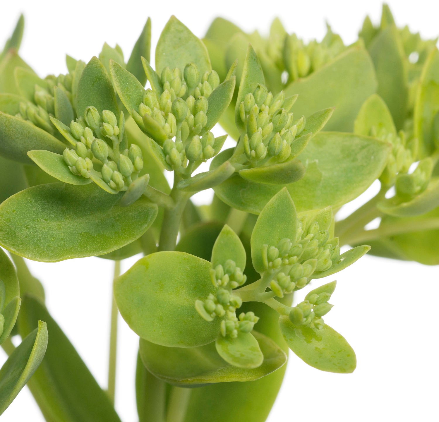 Hemelsleutel (Sedum hybrida 'Herbstfreude') D 11 H 10 cm