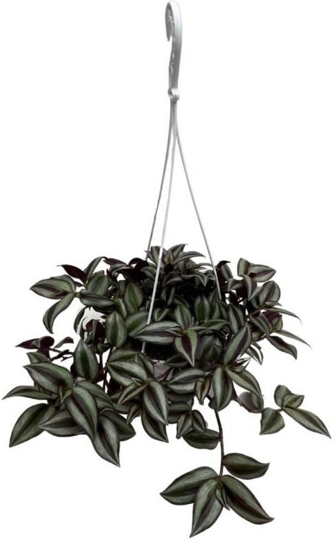 Vaderplant in hangpot (Tradescantia albiflora 'Pink Joy') D 14 H 30 cm