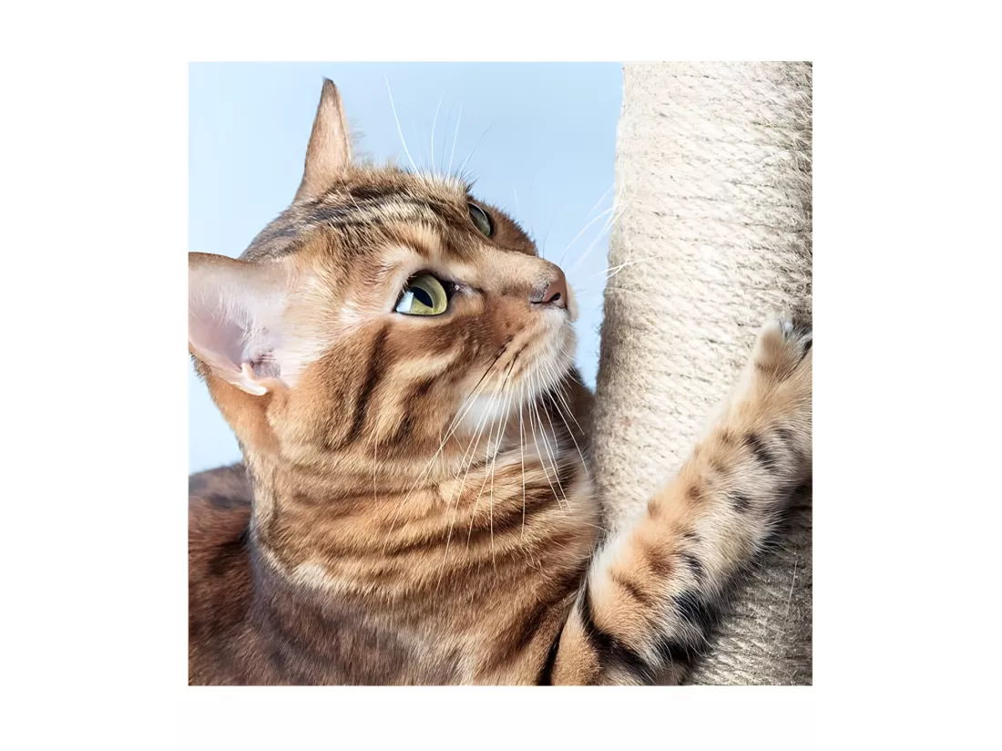Arbre à Chat avec Jouets 