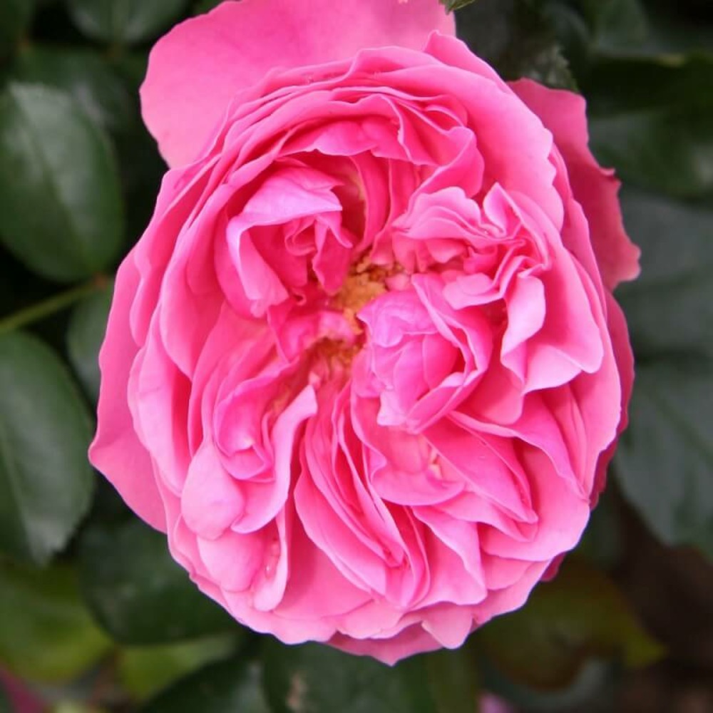 Rosier 'léonard de vinci®' -