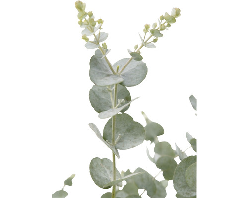 Mosterd eucalyptus FloraSelf Eucalyptus gunnii 'Azura' H ca. 50 cm Co 3 L