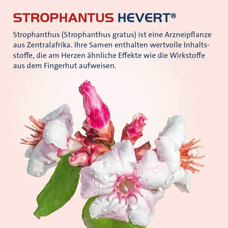 Strophanthus Hevert Tropfen, 100 ml