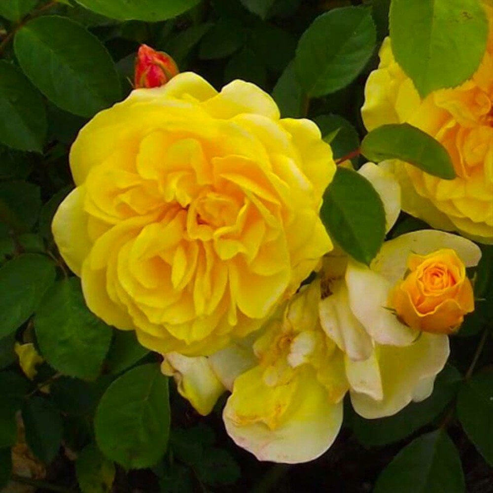 Collection 3 rosiers colorés - racines nues