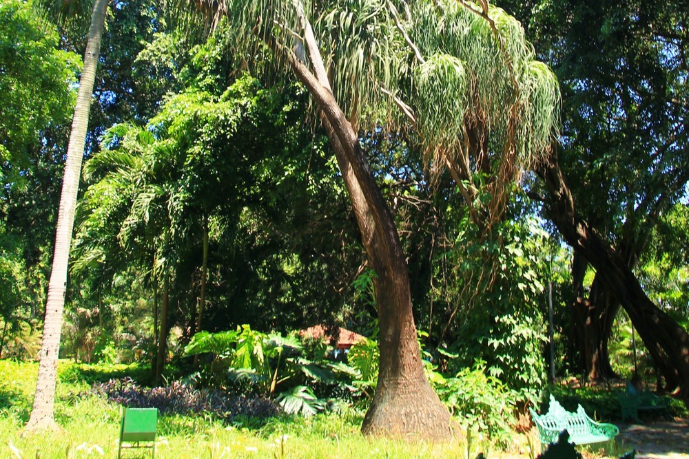 Pied d'éléphant - 10 graines - avec substrat - beaucarnea recurvata