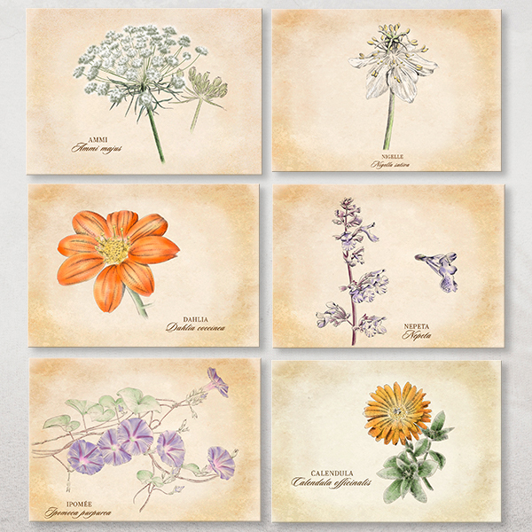 Lot de 14 cartes postales plantes médicinales
