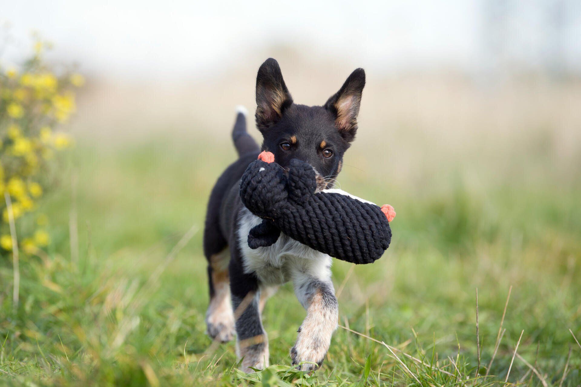 Hundespielzeug Poldi Pinguin - Laboni