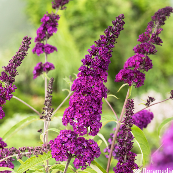 Buddleia, variétés variables - pot 5L