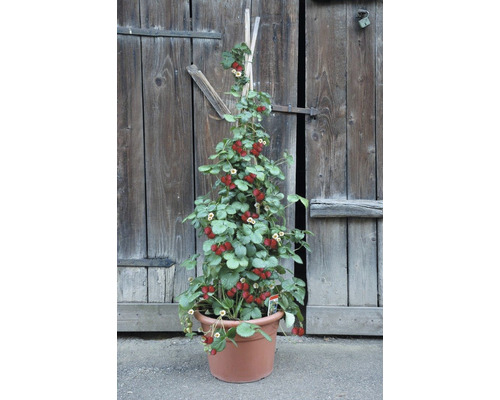 Biologische klimaardbei Hummi® KletterToni FloraSelf Floralie Tuinieren met kinderen Fragaria Ø 9 cm pot