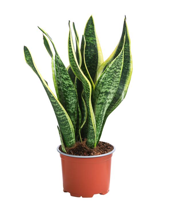 Zimmerpflanzen-Set Tropical, 5-teilig
