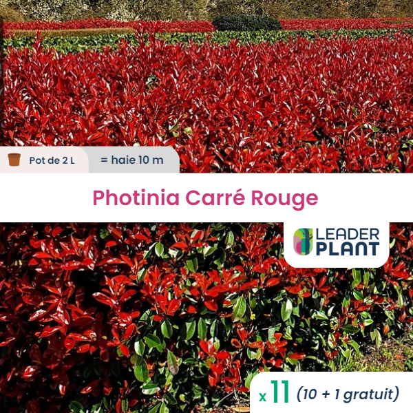 11 x photinia carré rouge en pot de 2 l