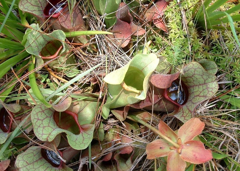 Jardin dans le sac - sarracénie pourpre - 10 graines - sarracenia flava / s. Purpurea - mix